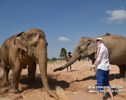 Заповедник слонов Elephant Jungle Sanctuary Pattaya - фото 1069