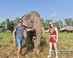 Заповедник слонов Elephant Jungle Sanctuary Pattaya - фото 207