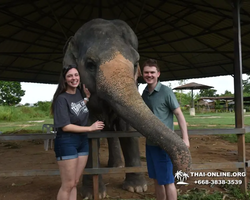 Заповедник слонов Elephant Jungle Sanctuary Pattaya - фото 1024