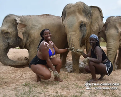 Заповедник слонов Elephant Jungle Sanctuary Pattaya - фото 443