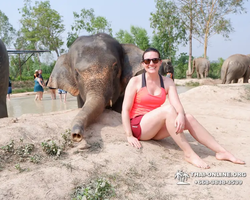 Заповедник слонов Elephant Jungle Sanctuary Pattaya - фото 187