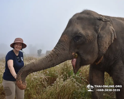 Заповедник слонов Elephant Jungle Sanctuary Pattaya - фото 1040