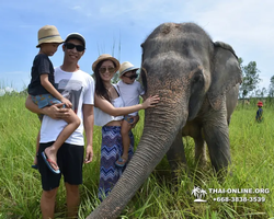 Заповедник слонов Elephant Jungle Sanctuary Pattaya - фото 247