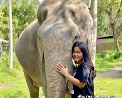 Заповедник слонов Elephant Jungle Sanctuary Pattaya - фото 414