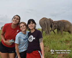 Заповедник слонов Elephant Jungle Sanctuary Pattaya - фото 1103