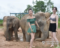 Заповедник слонов Elephant Jungle Sanctuary Pattaya - фото 484