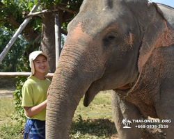 Заповедник слонов Elephant Jungle Sanctuary Pattaya - фото 278