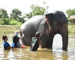 Заповедник слонов Elephant Jungle Sanctuary Pattaya - фото 520