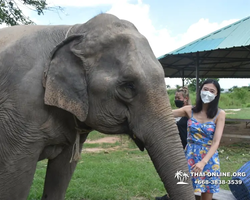 Заповедник слонов Elephant Jungle Sanctuary Pattaya - фото 753