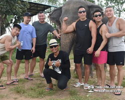 Заповедник слонов Elephant Jungle Sanctuary Pattaya - фото 351