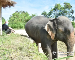 Заповедник слонов Elephant Jungle Sanctuary Pattaya - фото 114
