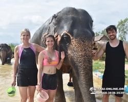 Заповедник слонов Elephant Jungle Sanctuary Pattaya - фото 785