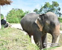 Заповедник слонов Elephant Jungle Sanctuary Pattaya - фото 116