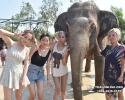 Заповедник слонов Elephant Jungle Sanctuary Pattaya - фото 285