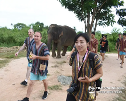 Заповедник слонов Elephant Jungle Sanctuary Pattaya - фото 475