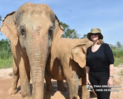 Заповедник слонов Elephant Jungle Sanctuary Pattaya - фото 488