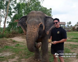 Заповедник слонов Elephant Jungle Sanctuary Pattaya - фото 373