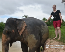 Заповедник слонов Elephant Jungle Sanctuary Pattaya - фото 1082