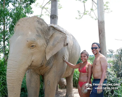 Заповедник слонов Elephant Jungle Sanctuary Pattaya - фото 360