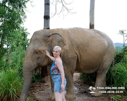 Заповедник слонов Elephant Jungle Sanctuary Pattaya - фото 201