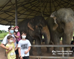 Заповедник слонов Elephant Jungle Sanctuary Pattaya - фото 926