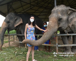 Заповедник слонов Elephant Jungle Sanctuary Pattaya - фото 468
