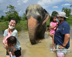 Заповедник слонов Elephant Jungle Sanctuary Pattaya - фото 847