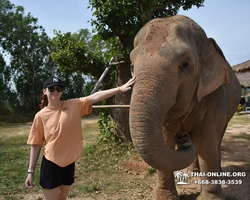 Заповедник слонов Elephant Jungle Sanctuary Pattaya - фото 251