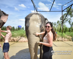 Заповедник слонов Elephant Jungle Sanctuary Pattaya - фото 591