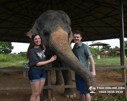 Заповедник слонов Elephant Jungle Sanctuary Pattaya - фото 1035