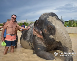 Заповедник слонов Elephant Jungle Sanctuary Pattaya - фото 949