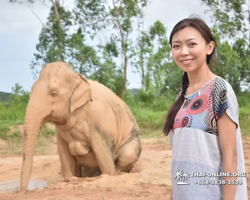 Заповедник слонов Elephant Jungle Sanctuary Pattaya - фото 843