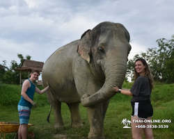 Заповедник слонов Elephant Jungle Sanctuary Pattaya - фото 1028