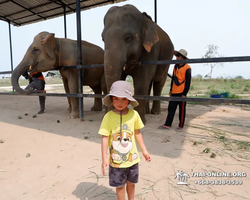 Заповедник слонов Elephant Jungle Sanctuary Pattaya - фото 873