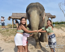 Заповедник слонов Elephant Jungle Sanctuary Pattaya - фото 510