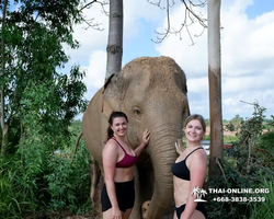 Заповедник слонов Elephant Jungle Sanctuary Pattaya - фото 167