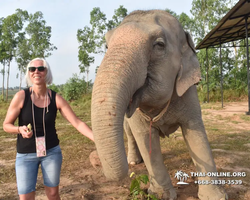 Заповедник слонов Elephant Jungle Sanctuary Pattaya - фото 118