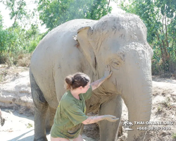 Заповедник слонов Elephant Jungle Sanctuary Pattaya - фото 179