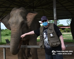 Заповедник слонов Elephant Jungle Sanctuary Pattaya - фото 1079