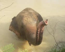 Заповедник слонов Elephant Jungle Sanctuary Pattaya - фото 992