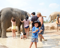 Заповедник слонов Elephant Jungle Sanctuary Pattaya - фото 849