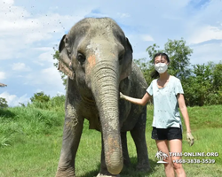 Заповедник слонов Elephant Jungle Sanctuary Pattaya - фото 497