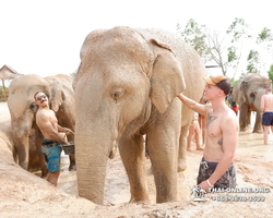 Заповедник слонов Elephant Jungle Sanctuary Pattaya - фото 527