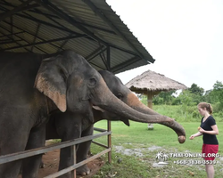Заповедник слонов Elephant Jungle Sanctuary Pattaya - фото 1018