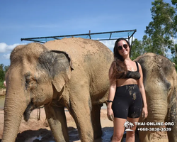 Заповедник слонов Elephant Jungle Sanctuary Pattaya - фото 400