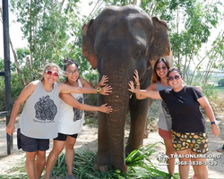 Заповедник слонов Elephant Jungle Sanctuary Pattaya - фото 32