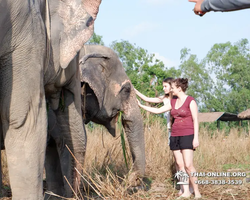 Заповедник слонов Elephant Jungle Sanctuary Pattaya - фото 129