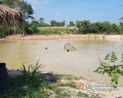 Заповедник слонов Elephant Jungle Sanctuary Pattaya - фото 90