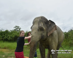 Заповедник слонов Elephant Jungle Sanctuary Pattaya - фото 1112