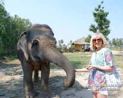 Заповедник слонов Elephant Jungle Sanctuary Pattaya - фото 279